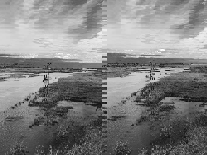 Rare Platypus Sightings Captivate Locals Along River Banks